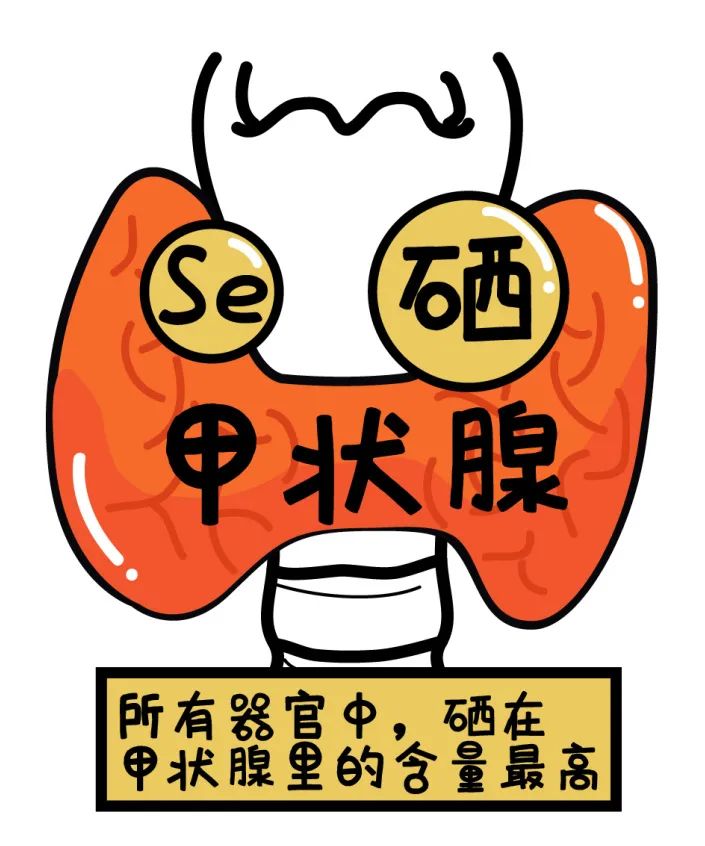 甲减补硒月经推迟（甲减月经推迟）-硒宝网