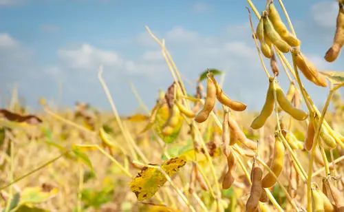 补硒是碱性食物吗（碱性补品有用吗）-硒宝网
