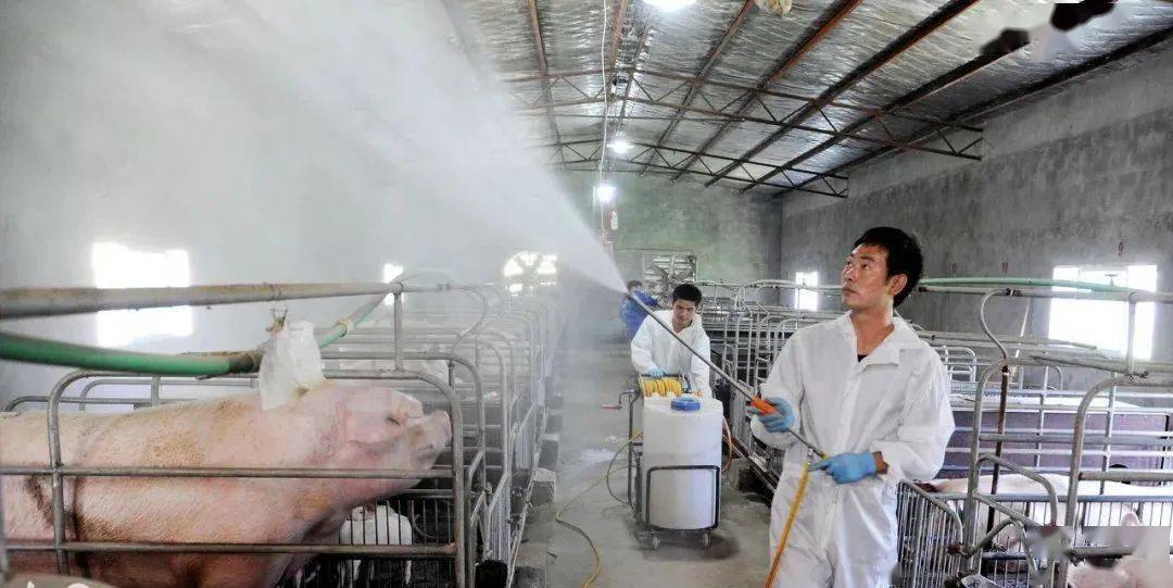 母猪哺乳能补硒吗(母猪补硒的好处)-硒宝网