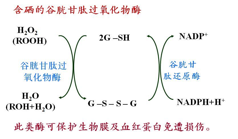 人体有必要补硒吗(人需要补充硒元素吗)-硒宝网