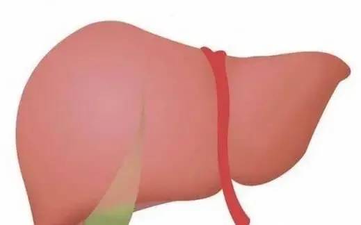肝脏不好要补硒吗（补硒对肝病患者有好处吗）-硒宝网