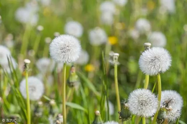 肝脏不好要补硒吗(补硒对肝脏的好处吗)-硒宝网
