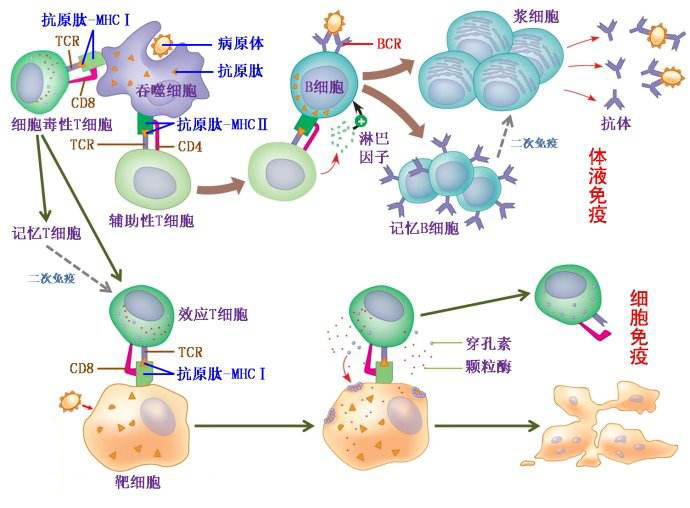 补硒对癌胚胎抗原(癌胚抗原吃什么食物可以改善)-硒宝网