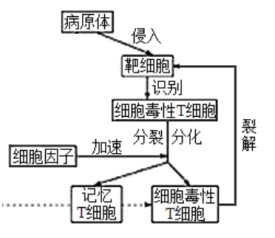 补硒对癌胚胎抗原(癌胚抗原吃什么食物可以改善)-硒宝网