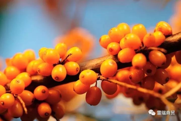 肝脏不好要补硒吗（补硒肝脏）-硒宝网