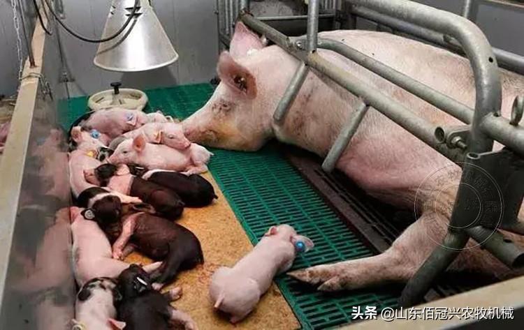 育肥猪还用补硒吗(仔猪补硒)-硒宝网