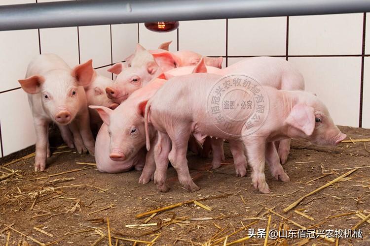 育肥猪还用补硒吗(仔猪补硒)-硒宝网