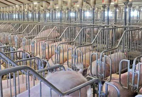 育肥猪还用补硒吗(猪补育肥硒用量多少克)-硒宝网