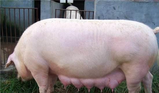 育肥猪还用补硒吗(猪补育肥硒用量多少克)-硒宝网