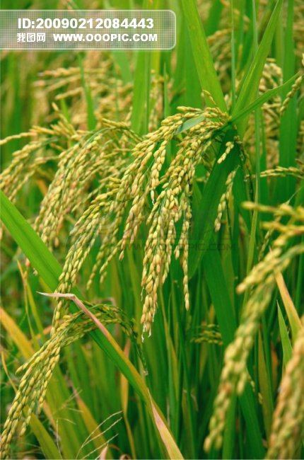 水稻补硒的叶面肥（水稻补叶硒面肥效果好吗）-硒宝网