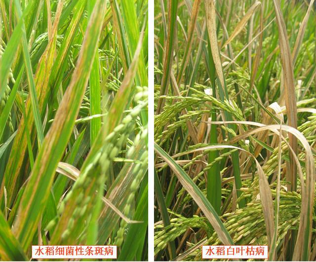 水稻补硒的叶面肥(硒肥对水稻的作用)-硒宝网