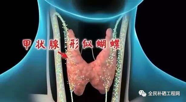 亚甲减需要补硒吗（亚临床甲减补硒）-硒宝网