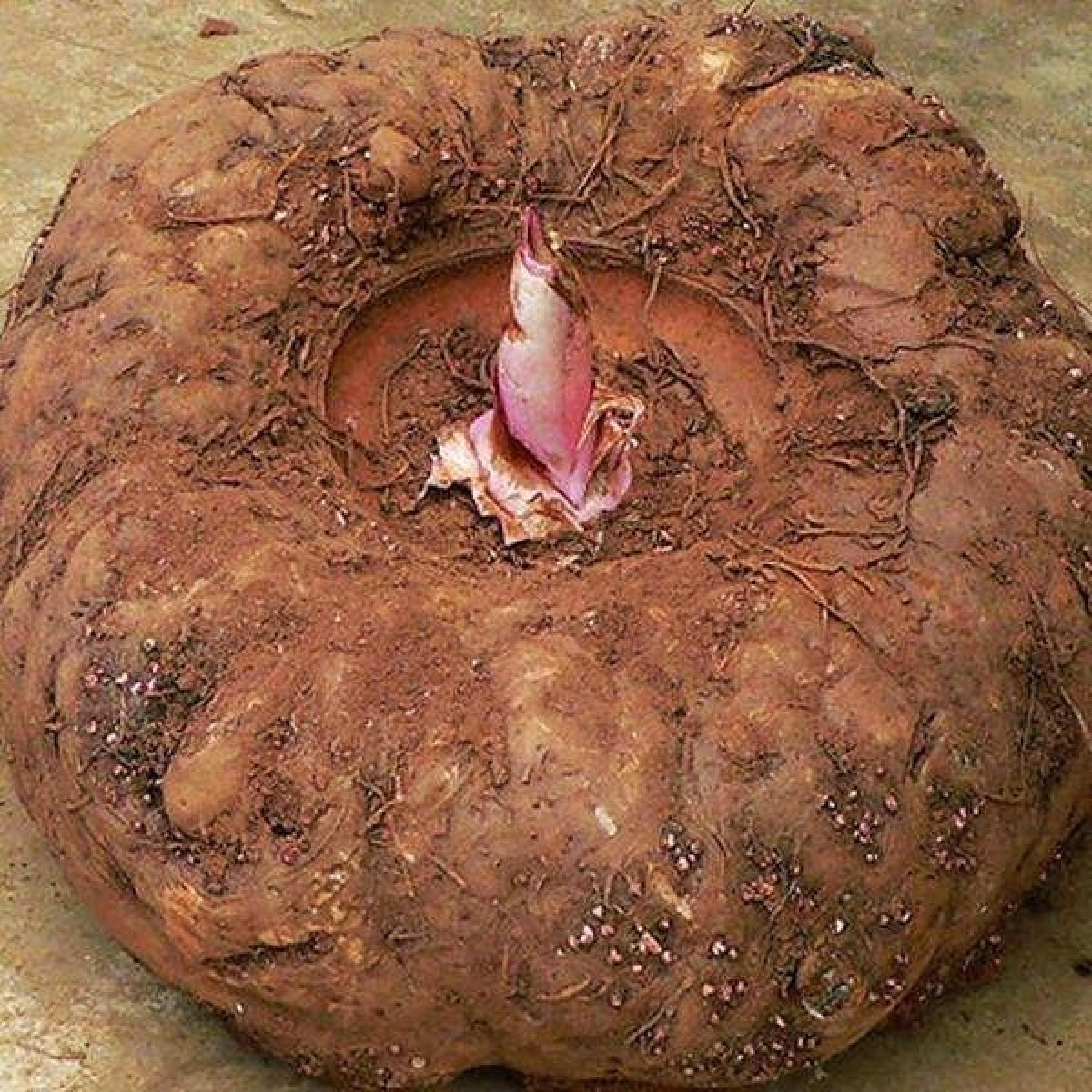 魔芋粉补硒怎么样(魔芋精粉补硒)-硒宝网