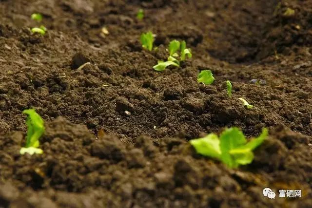 农作物补硒的原料(农业用硒元素)-硒宝网