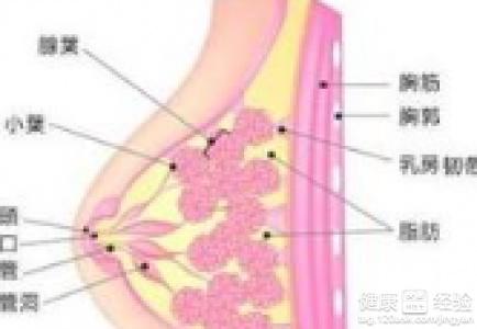 乳腺癌补什么硒好(乳腺癌补硒一天用量是多少)-硒宝网