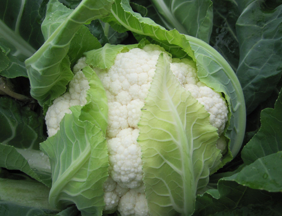 甲减和类风湿补硒(风湿补类硒甲减吃什么药)-硒宝网