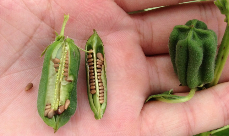 缺硒吃什么药能补（缺硒的药物）-硒宝网