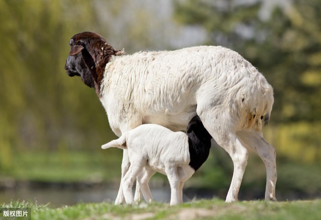 硒补多了羊会死吗（给羊补硒）-硒宝网