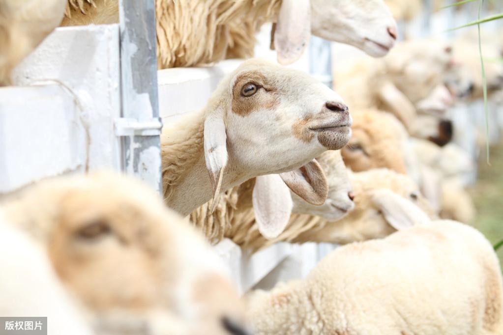 硒补多了羊会死吗（给羊补硒）-硒宝网