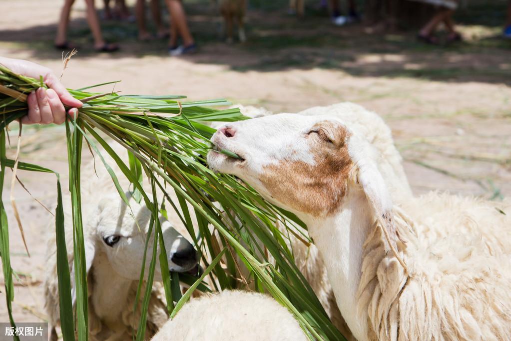硒补多了羊会死吗（给羊补硒）-硒宝网