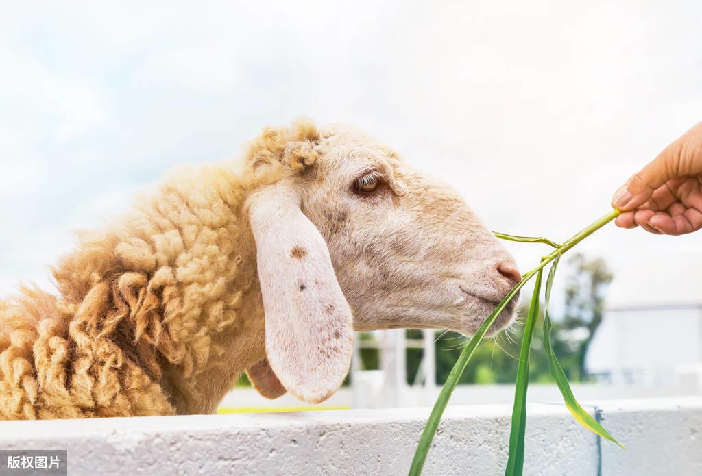 硒补多了羊会死吗（给羊补硒）-硒宝网