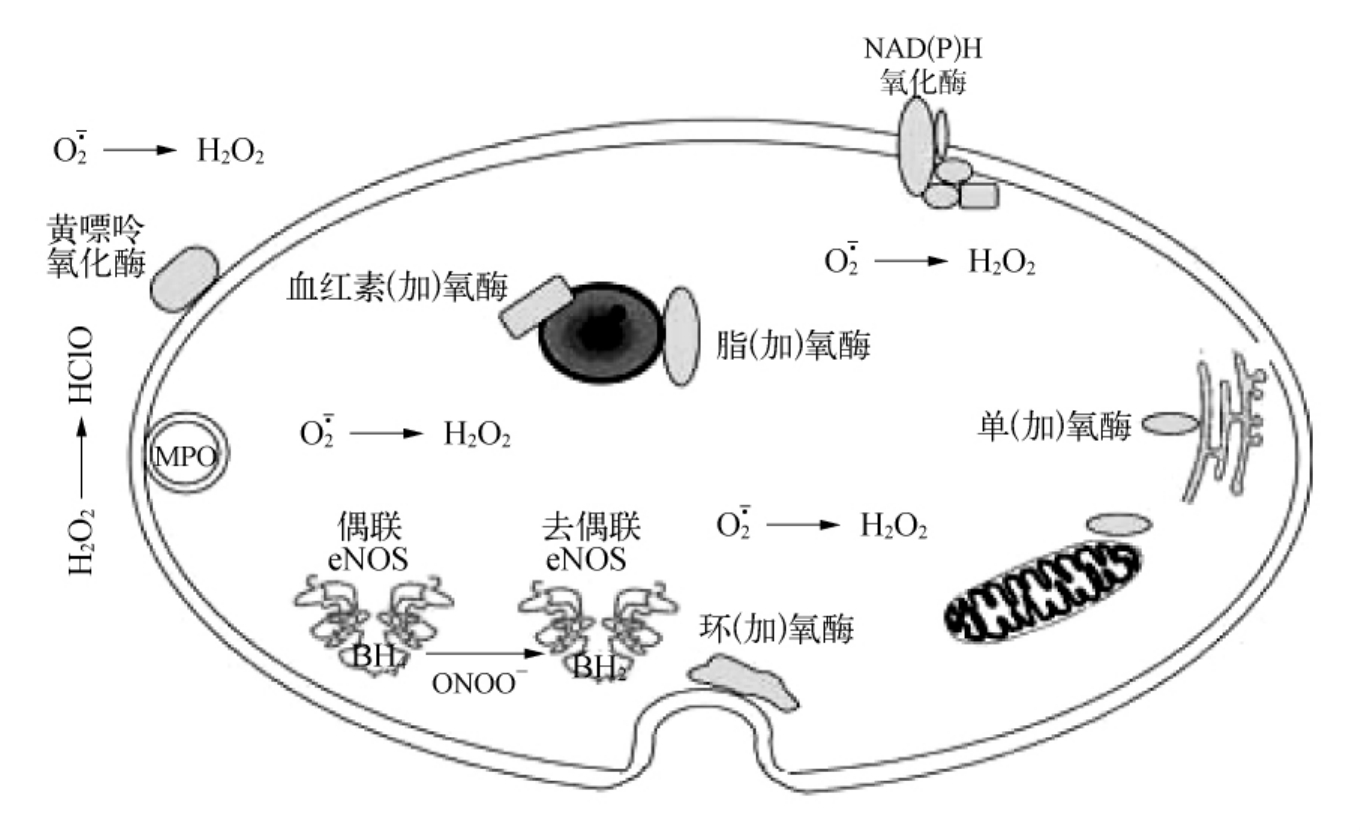 补硒增加血小板吗(补血小板增加硒的食物)-硒宝网