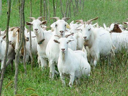 硒补多了羊会死吗（羊缺硒的治疗）-硒宝网