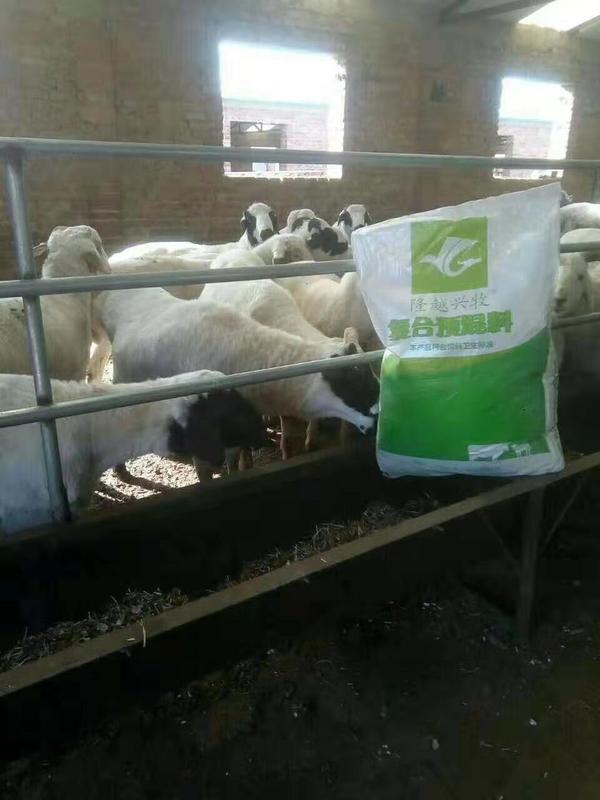 硒补多了羊会死吗（羊缺硒的治疗）-硒宝网