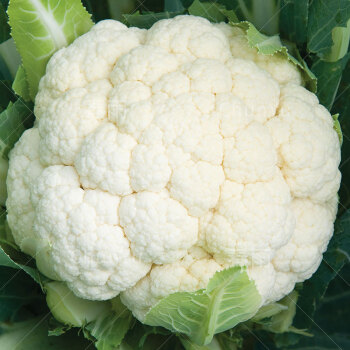 西兰花怎么做补硒(西兰花缺硼肥症状前期图片)-硒宝网