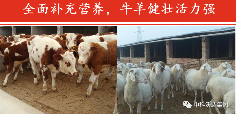 大羊补多少硒垂毒（大羊补多少硒垂毒）-硒宝网