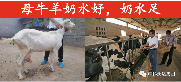 大羊补多少硒垂毒（大羊补多少硒垂毒）-硒宝网