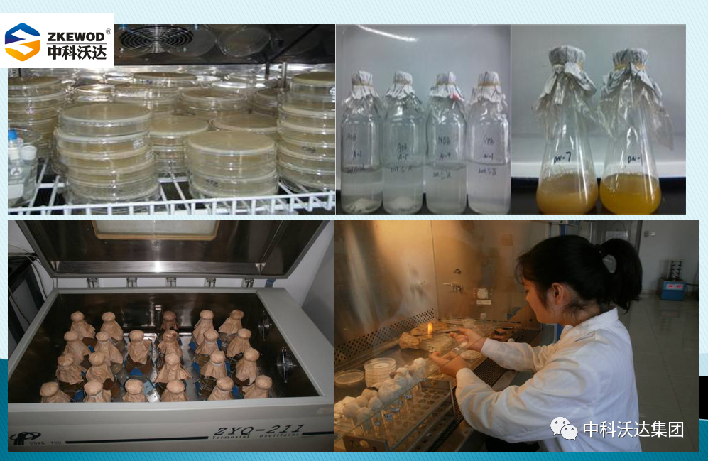 大羊补多少硒垂毒（大羊补多少硒垂毒）-硒宝网