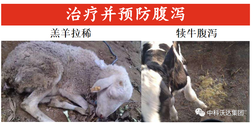 大羊补多少硒垂毒（大羊补多少硒垂毒）-硒宝网