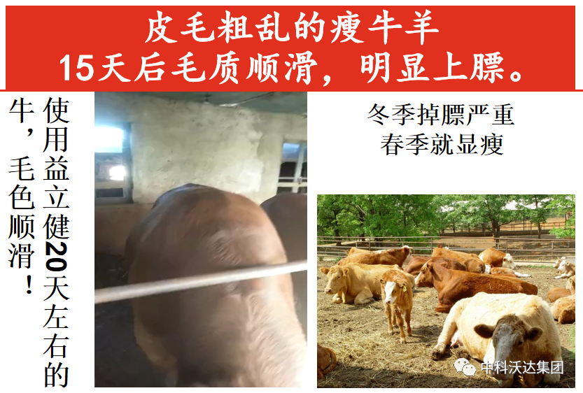 大羊补多少硒垂毒（大羊补多少硒垂毒）-硒宝网