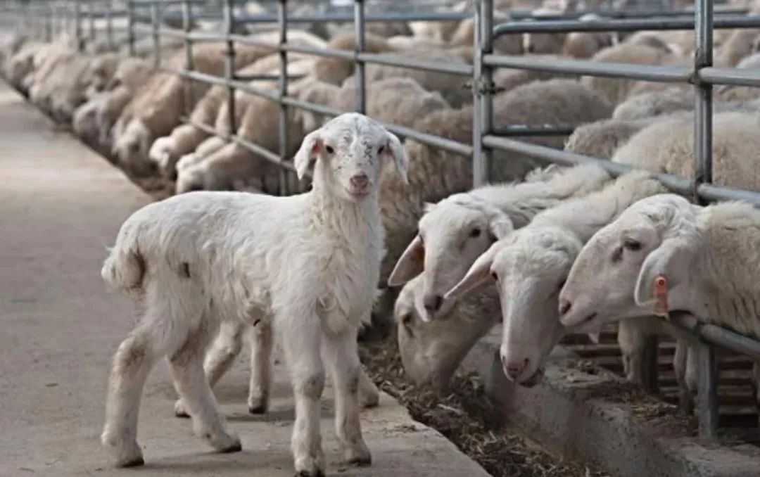 蛋鸡多长时间补硒(多长补时间硒蛋鸡可以吃)-硒宝网