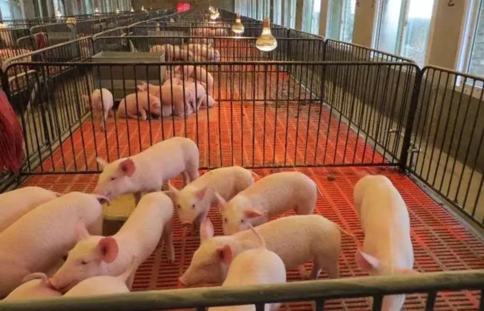 蛋鸡多长时间补硒(多长补时间硒蛋鸡可以吃)-硒宝网