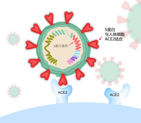 口腔溃疡能补硒吗(硒对口腔溃疡有没有好处)-硒宝网