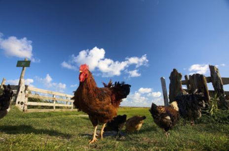 缺锌和缺硒怎么补(缺锌缺乏硒元素会直接导致什么)-硒宝网