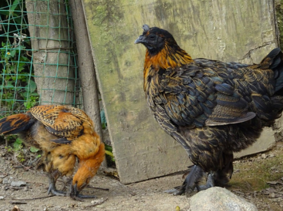 缺锌和缺硒怎么补(缺锌缺乏硒元素会直接导致什么)-硒宝网