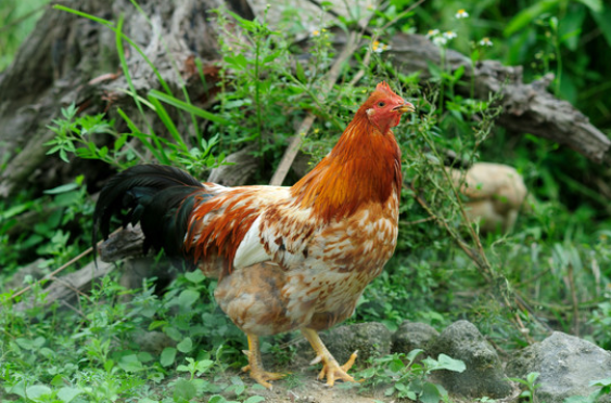 缺锌和缺硒怎么补(缺锌缺乏硒元素会直接导致什么)-硒宝网