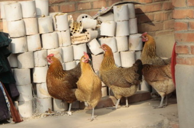 缺锌和缺硒怎么补(缺锌缺乏硒元素会直接导致什么)-硒宝网