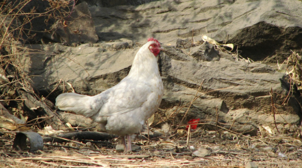 缺锌和缺硒怎么补(缺锌缺乏硒元素会直接导致什么)-硒宝网
