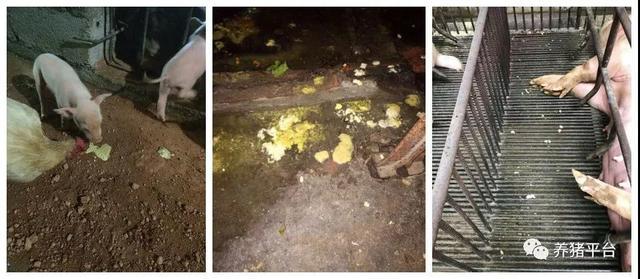 小猪仔补硒后吐奶(小猪仔补吐奶硒后多久喂食)-硒宝网