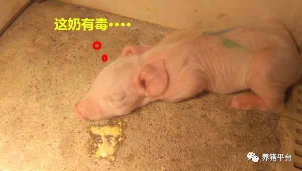 小猪仔补硒后吐奶(小猪仔补吐奶硒后多久喂食)-硒宝网