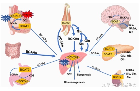 锌硒宝.能补典吗（锌硒宝可以补肾吗）-硒宝网