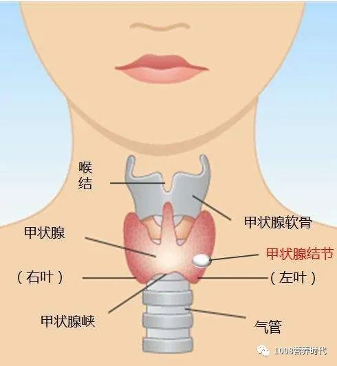 甲亢能补硒和镁吗(镁能补甲亢硒吗)-硒宝网