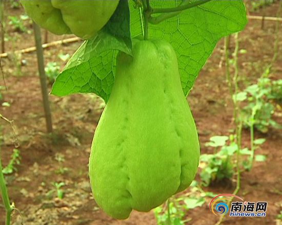 海南省需要补硒吗(中国补硒协会)-硒宝网