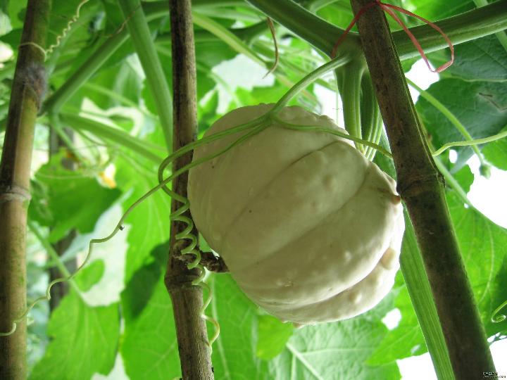 海南省需要补硒吗(中国补硒协会)-硒宝网