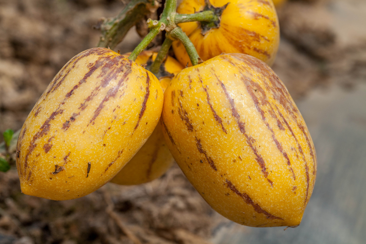 补硒有哪些营养品（补硒的营养品）-硒宝网