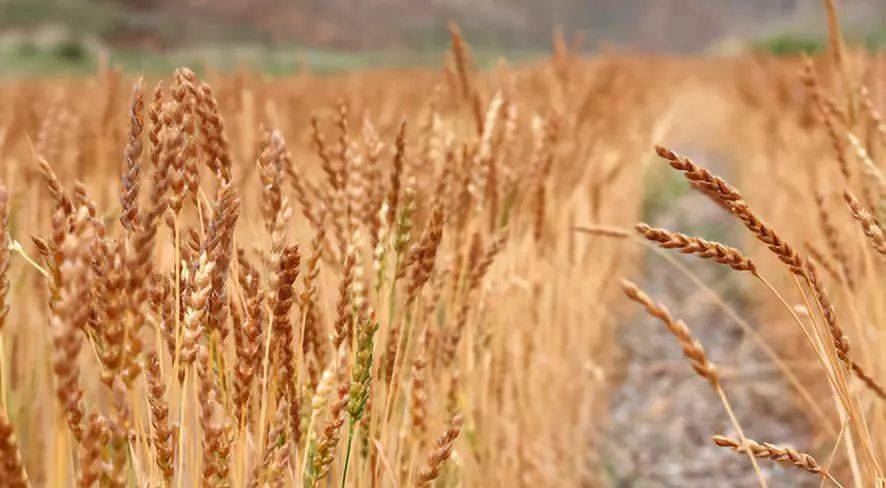 补硒将体内化成水(补硒的水)-硒宝网